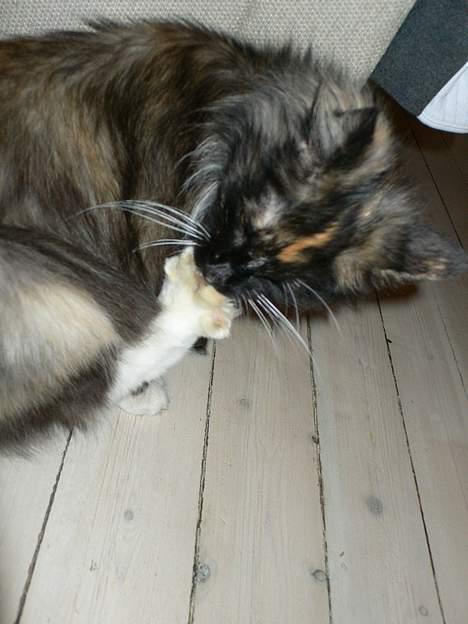 Norsk Skovkat Kisser billede 18