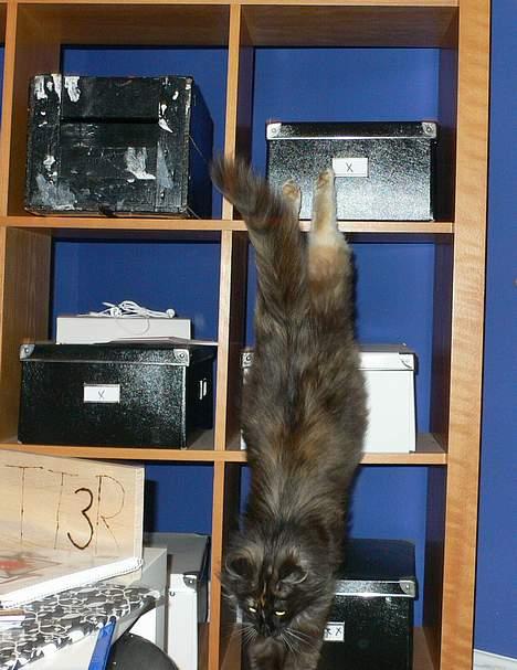 Norsk Skovkat Kisser billede 19