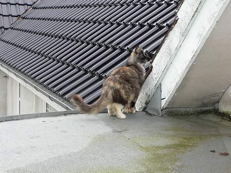 Norsk Skovkat Kisser billede 20