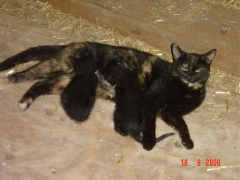 Blanding af racer Mille billede 6