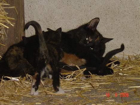 Blanding af racer Mille billede 7