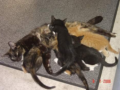 Blanding af racer Mille billede 8