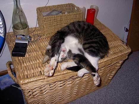 Huskat Felix <3 - Velkommen til Felixs profil :D Kig jer omkring og smid meget gerne en bedømmelse og en kommentar!  billede 1