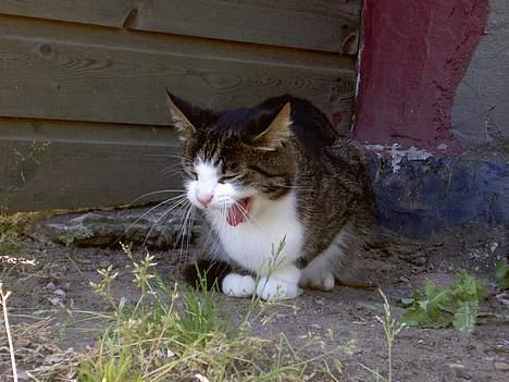 Huskat Felix <3 - Ha! Fanget i af gabe .. billede 2