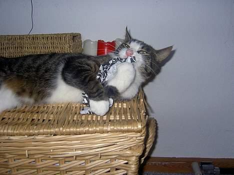 Huskat Felix <3 - Den store kamp mellem papirskulgen og Felix billede 3