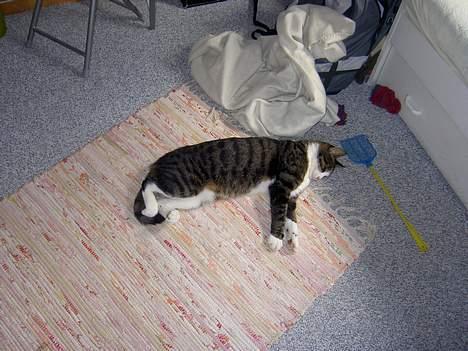 Huskat Felix <3 - Styrtet sammen på gulvet billede 4