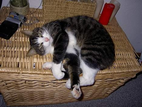 Huskat Felix <3 - Søde er man jo.. billede 5