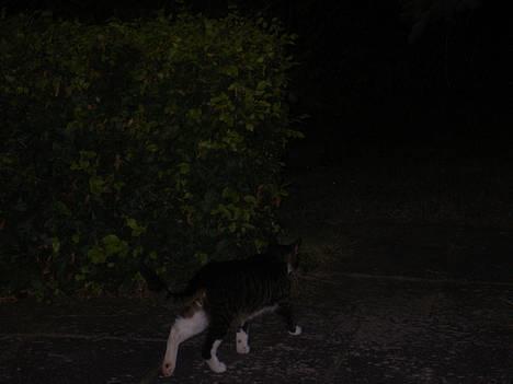 Huskat Felix <3 - Den farlige pums på vej ud for at gøre skoven usikker :D billede 6