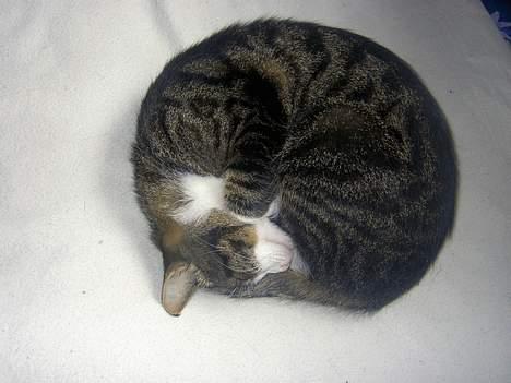 Huskat Felix <3 - KUGLE!  billede 7