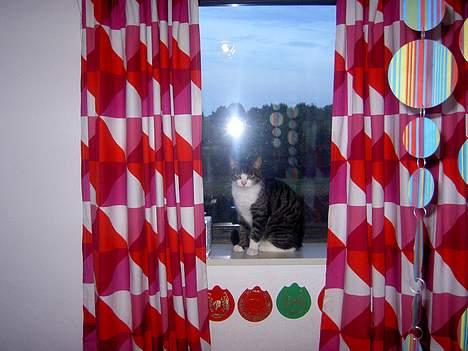 Huskat Felix <3 - Hva kan man ellers sige end SMUK!  billede 8