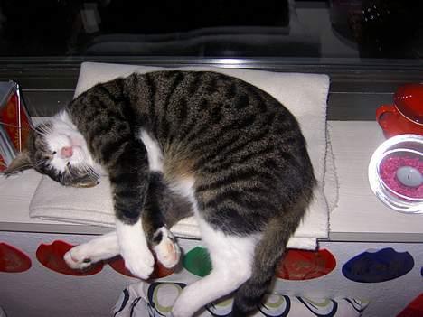 Huskat Felix <3 - Det sjovt Felix, du er så sød når du sover.. billede 9