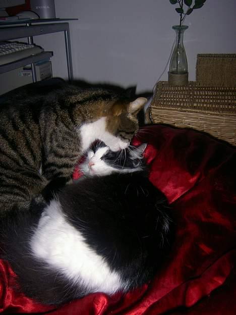 Huskat Felix <3 - Frida og Felix <3 Søskende kærlighed  billede 10