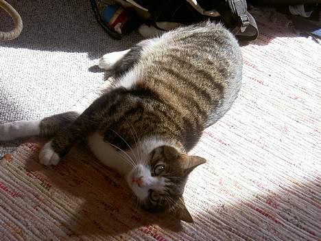 Huskat Felix <3 - Dejlit med noget sol på marven, ligner det at Felix siger :)  billede 11