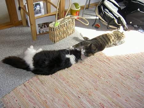 Huskat Felix <3 - Der er lige søskende møde på gulvet :D billede 12