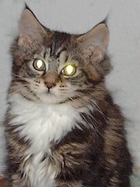 Maine Coon Becca billede 1