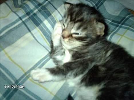 Maine Coon Becca billede 2