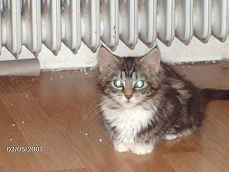 Maine Coon Becca billede 3