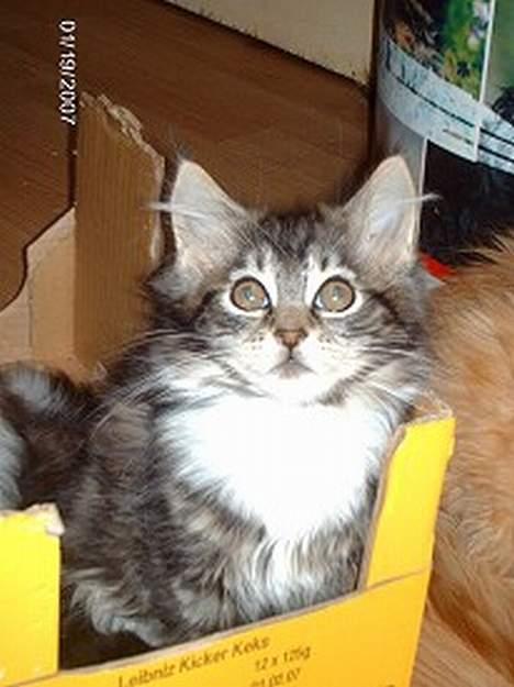 Maine Coon Becca billede 4