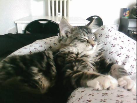 Maine Coon Becca billede 5