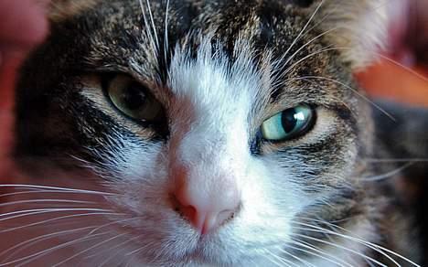 Huskat Felix <3 - Smukt lille hoved :D billede 13