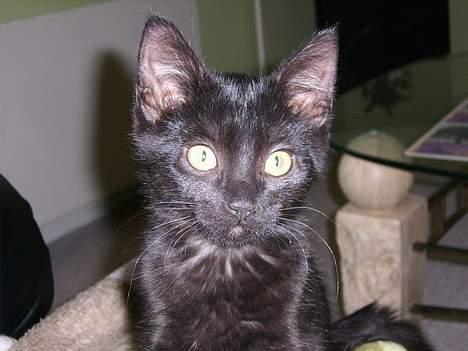 Huskat Brum Brum - Se mig... billede 1