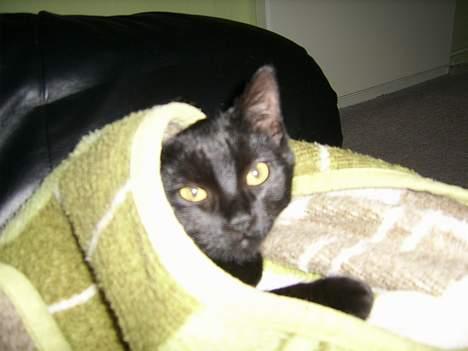 Huskat Brum Brum - Jeg ligger lige og putter... billede 2