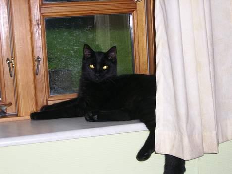 Huskat Brum Brum - Mit yndlingssted... billede 3