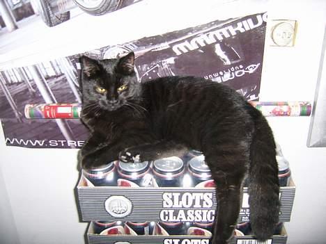 Huskat Brum Brum - Jeg passer på dine øl far... billede 4