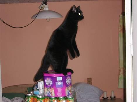 Huskat Brum Brum - Hvad sker der her... billede 5