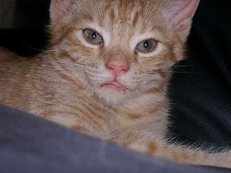 Huskat Sutte - Er jeg ikke sød... billede 2