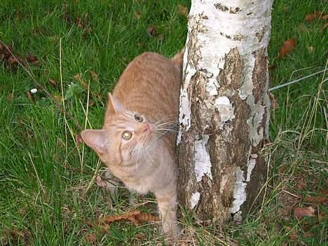 Huskat Sutte - Hvordan kommer jeg derop... billede 3