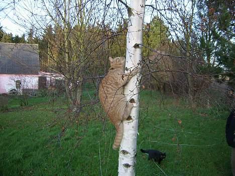 Huskat Sutte - Jeg klarede det... billede 4