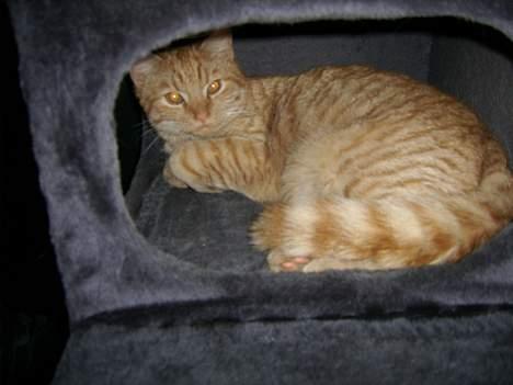 Huskat Sutte - Her føler jeg mig tryg... billede 5