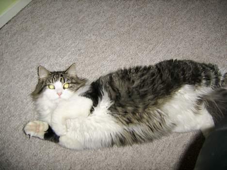 Huskat Felix - Er jeg ikke skøn... billede 1