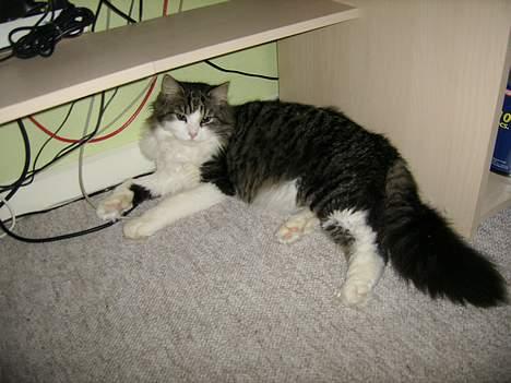 Huskat Felix - Mit yndlingssted... billede 2