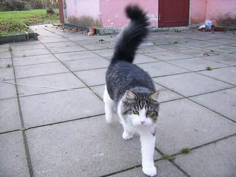 Huskat Felix - Nu kommer jeg... billede 3