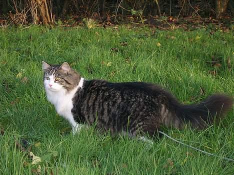 Huskat Felix - En løve i vildmarken... billede 4