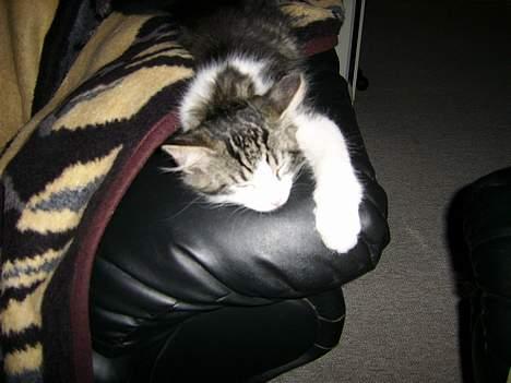 Huskat Felix - Vil ikke forstyres... billede 5