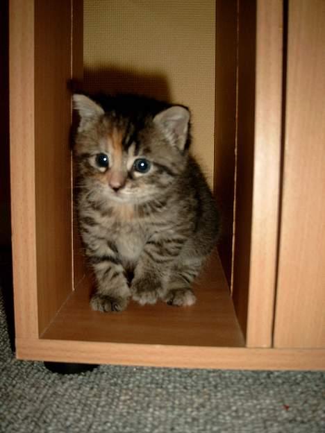 Huskat Mille - Mille sidder i reolen. billede 2