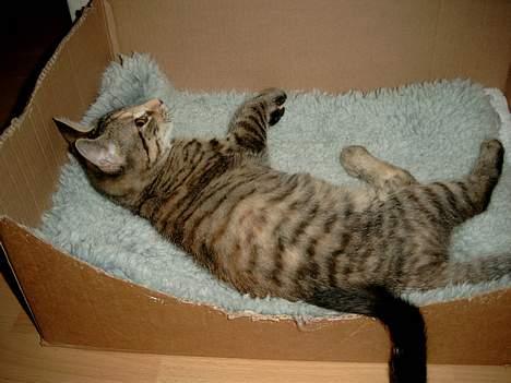 Huskat Mille - Hun elsker pap kasser. billede 3