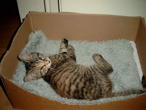 Huskat Mille - "Hey hva´ sker der??" billede 4