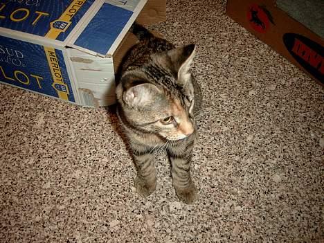 Huskat Mille - "Uhh.. Nu skal jeg ud og have noget at spise." billede 5