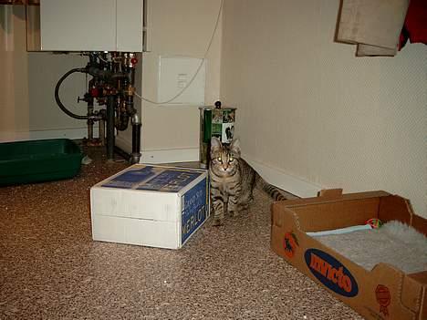 Huskat Mille - "Jeg er sulten, jeg vil ha´ mad!!" billede 6