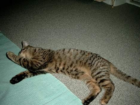 Huskat Mille - "Jeg er beskidt." billede 7