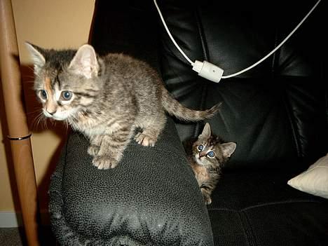 Huskat Mille - "Se hvor højt oppe jeg er søster!" billede 9