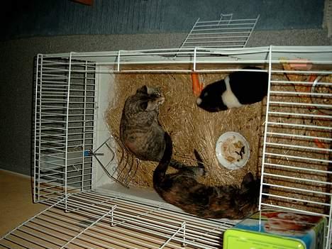 Huskat Mille - "Hva´ er det for en??" billede 11