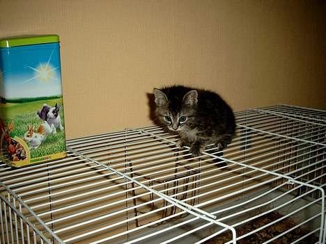 Huskat Pjuske Aflivet d.30.05.07 - "Se hvor højt oppe jeg er!!!" billede 1