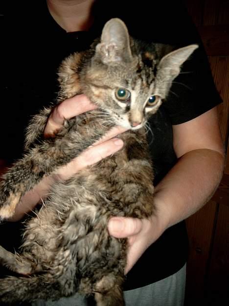 Huskat Pjuske Aflivet d.30.05.07 - Da min lillebror var i karbad faldt Pjuske i vandet, fordi hun går på kanden af badekaret også var der lige glat. billede 2