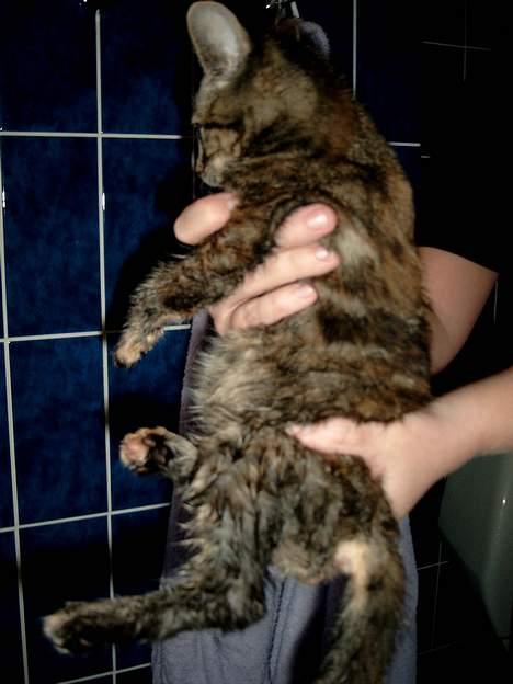 Huskat Pjuske Aflivet d.30.05.07 - "Jeg blev bare så våd." billede 3