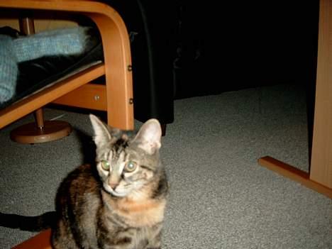 Huskat Pjuske Aflivet d.30.05.07 - Pjuske sidder i stuen og kigger. billede 5
